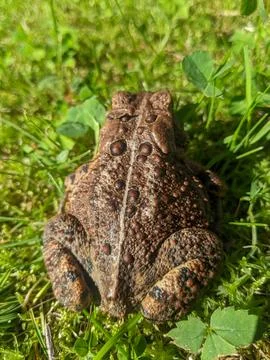 Large American Toad Resting in Lush Green Grass and Clover in Sunlight Stock Photos
