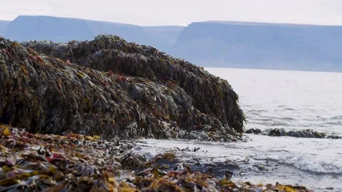 A large amount of algae by the ocean shore with a fjord in the distance, Iceland Stock Footage 249205942