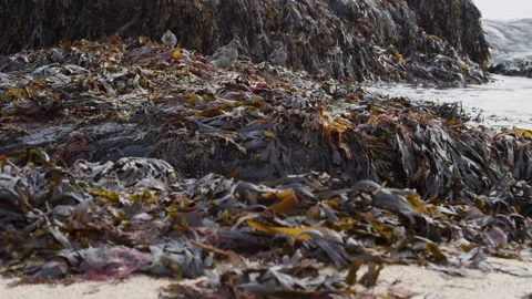 Large amount of algae with a single bird on them, shore Stock Footage 249205812