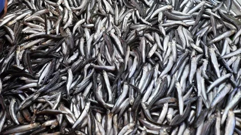 A large amount of anchovy fish on the counter at the fish store, Stock Footage 263643507