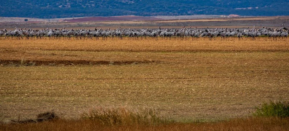 Large amount of cranes on the ground Stock Photos