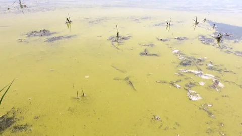 A large amount of floating pollen on the surface of the lake Stock Footage 244902182