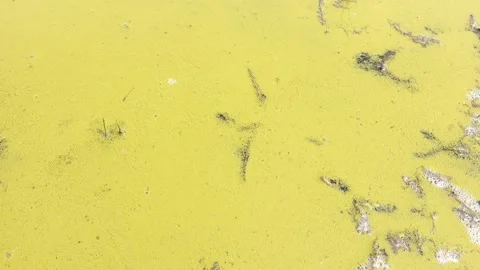 A large amount of floating pollen on the surface of the lake Stock Footage 244902880