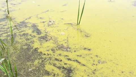 A large amount of floating pollen on the surface of the lake Stock Footage 244905399