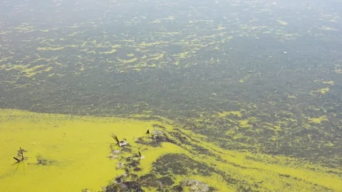 A large amount of floating pollen on the surface of the lake Stock Footage 244923923