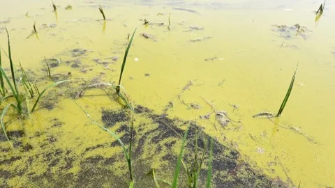 A large amount of floating pollen on the surface of the lake Stock Footage 244925667