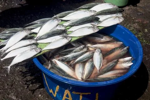 This large amount of fresh fish is ready to be sold at the fish market Stock Photos