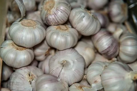 Large amount of garlic. Significant amount of garlic. 스톡 사진