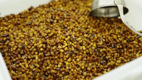 A large amount of golden-brown bee bread granules fills a white container Stock Footage 339911895