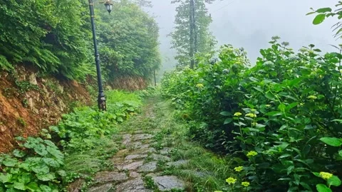 A large amount green plants. Stock Footage 282799265