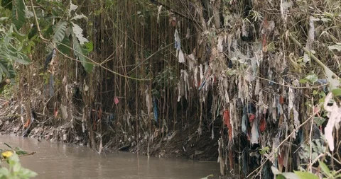 Large amount of plastic bags and trash attached to plants next to a river Stockbeeldmateriaal 87793559