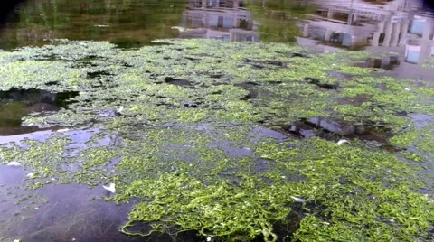 Large amount of pond weed in pond Stock Footage 45842769