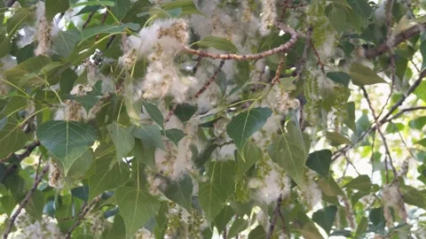 Large amount of poplar fluff on tree, allergen that causes sneezing. Stock Footage 275824134