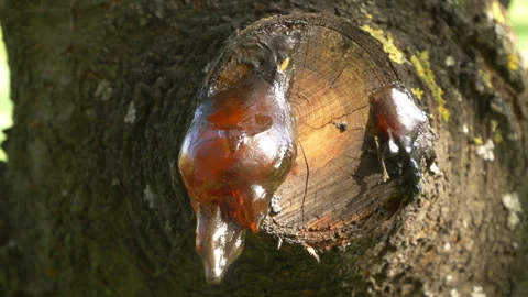A large amount of resin at the spot where a branch was cut on a cherry tree Stock Footage 288448244