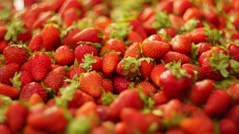 A large amount of ripe strawberries is covered with berries. Stock-Footage 276874033