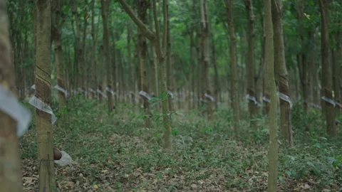 Large amount of rubber extraction tree trunks in a forest in vietnam Video stock 278622806
