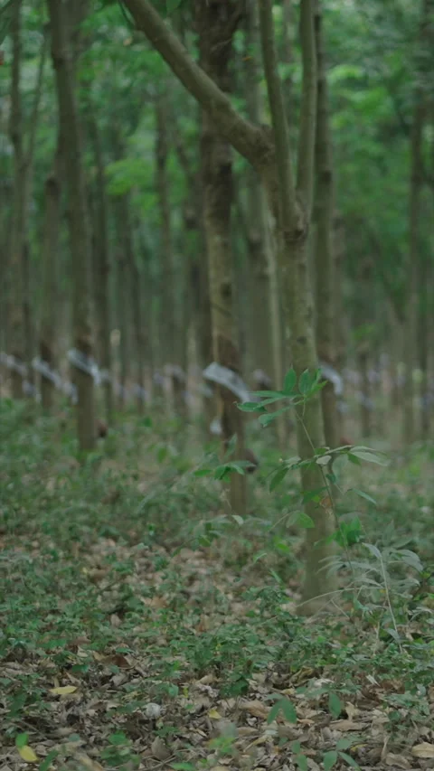 Large amount of rubber extraction tree trunks in a forest in vietnam Stock Footage 279777691