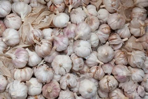 Large amount of scattered garlic on the substrate Stock Photos