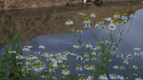 A large amount of trash polluting our waters Stock Footage