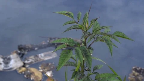 A large amount of trash polluting our waters Видео 78053881