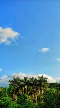 Large amount of trees Stock Photos