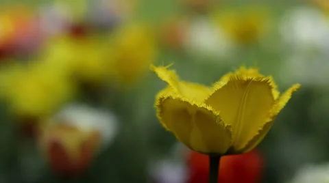 Large amount of tulips / Yellow Stock Footage 41284488