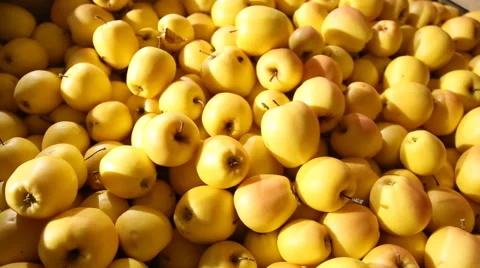 Large amount yellow apples Stock Footage 58628226