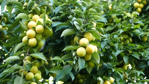 Large amount of yellow ripe plums on plum tree,close-up yellow ripe plums,p.. 動画素材 224736164