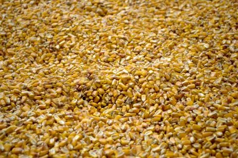 Large amounts of yellow maize widespread Stock Photos