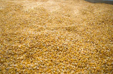 Large amounts of yellow maize widespread Stock Photos