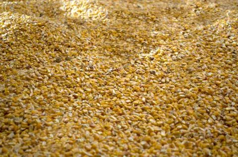 Large amounts of yellow maize widespread Stock Photos