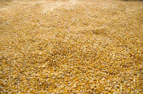 Large amounts of yellow maize widespread Stock Photos