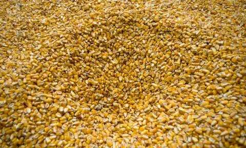 Large amounts of yellow maize widespread Stock Photos