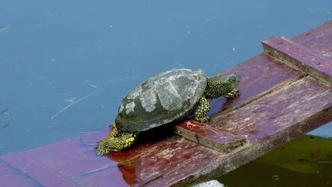 A large amphibian tortoise crawls on a bridge out of the water Foto stock