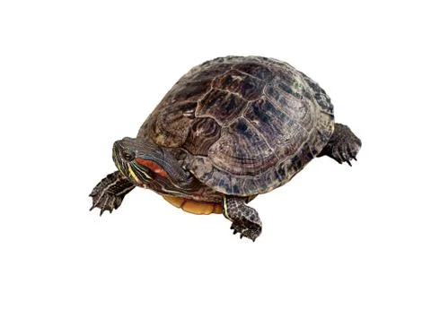 Large amphibious turtle Stock Photos