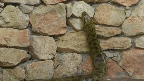 Large anaconda climbing textured stone wall, showing patterned scales, smooth Stock-Footage 321815103