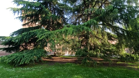 Large ancient cedar tree with drooping branches casting shadows on green gr.. Stock Footage 333775865