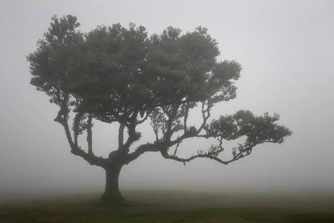 Large ancient laurel tree shrouded in cloud in the forests of Fanal Stock Photos