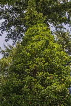 Large ancient oak tree trunk covered in lush green ivy and foliage 스톡 사진
