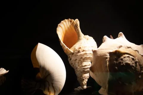 A large ancient seashell on a black background Stock Photos