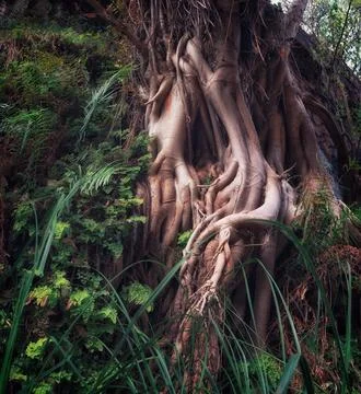 Large ancient tree roots in forest with grass and foliage Stock-Fotos