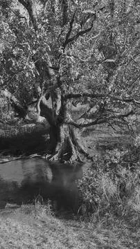 Large Ancient Tree Standing Beside Quiet Forest River Stock Photos