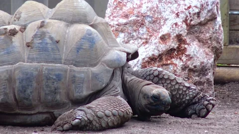 A large ancient turtle lies on the sand of the zoo Stock Footage 233736842