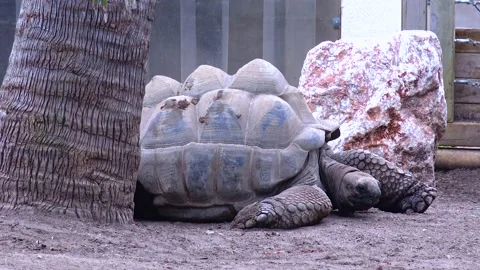 A large ancient turtle lies on the sand of the zoo Stock Footage 233736863