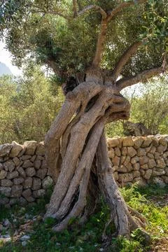 Large and ancient olive tree with an intertwined trunk. Mallorca, Spain Stock Photos