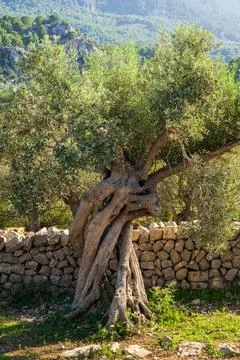 Large and ancient olive tree with an intertwined trunk. Mallorca, Spain Stock Photos