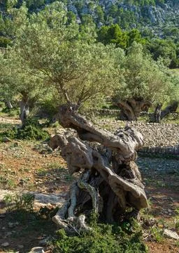 Large and ancient olive tree with large hollow in trunk in Mallorca, Stock Photos