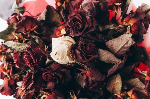 Large and beautiful bouquet of dried red and white roses Stock Photos