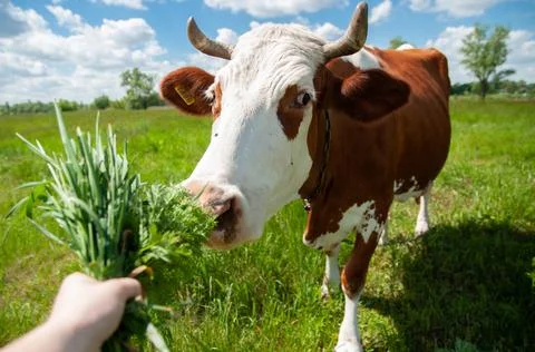 A large and beautiful cow eats green and juicy grass from her hands. Cattle in Stock Photos