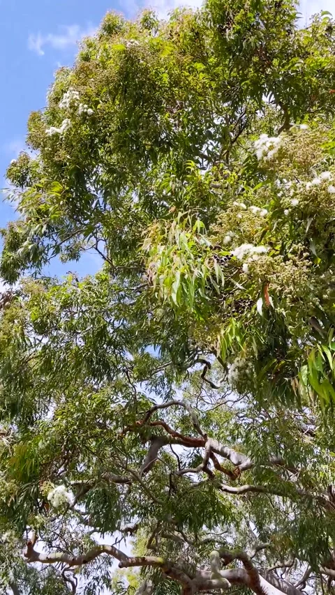 Large and beautiful Eucalyptus Tree with white flowers in spring Video stock 246906138